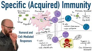 Specific Adaptive Immunity  Humoral and CellMediated Responses [upl. by Ahsikan]