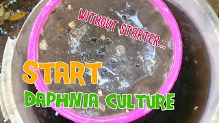 How to culture daphnia moina the easy way 1  Starting the Daphnia culture [upl. by Lleda]