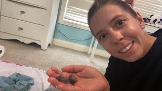 How to keep baby mice alivefirst feeding HELP [upl. by Rustin]