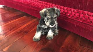 🐶 Cute Mini Schnauzer Puppies Playing [upl. by Dorsman491]