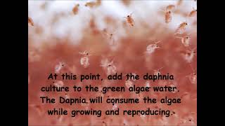 Daphnia  How to grow daphnia in your home [upl. by Aelahc]