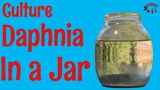 How to Culture Daphnia in a Jar [upl. by Auqinat]