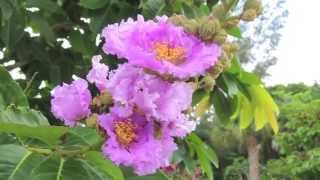 Flowering Trees Southwest Florida [upl. by Netsua]