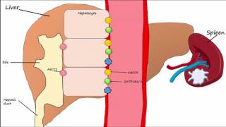 Hemoglobin BreakdownMetabolism [upl. by Oler]