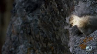 Daredevil Goslings Make a Terrifying Jump for Life [upl. by Enaelem]