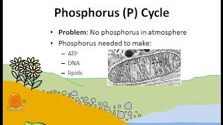 The Phosphorus Cycle [upl. by Atnauqal]