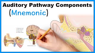 Auditory Pathway Components Mnemonic [upl. by Nnylkcaj]