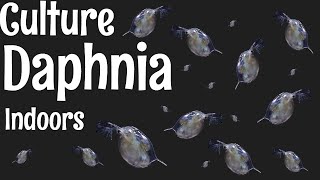 How to Culture Daphnia [upl. by Kora]