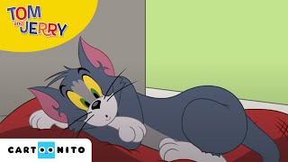 Tom and Jerry  En nieuw huisdier  Cartoonito [upl. by Samled]