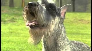 Standard Schnauzer  AKC Dog Breed Series [upl. by Jacy204]