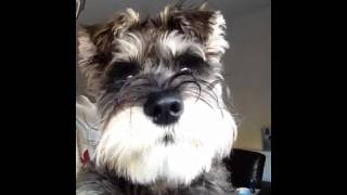 Miniature Schnauzer Making Cute Noises [upl. by Brunell]