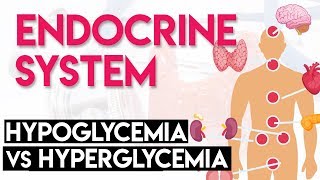 Hypoglycemia vs Hyperglycemia  Endocrine System Part 3 [upl. by Eaves]