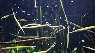 Welcoming Freshwater Pipefish [upl. by Klemm459]