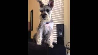 Miniature Schnauzer Barking [upl. by Shanon]