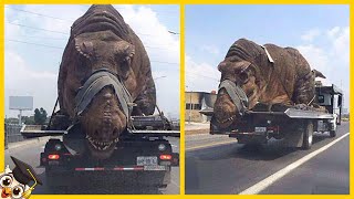 10 Dinosaurussen In Het Echt Op Camera Vastgelegd [upl. by Jd]