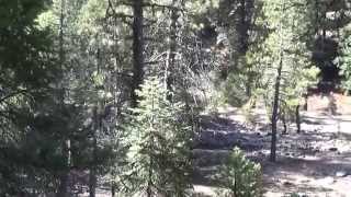 Slate creek Plumas NATIONAL FOREST [upl. by Yenruogis]