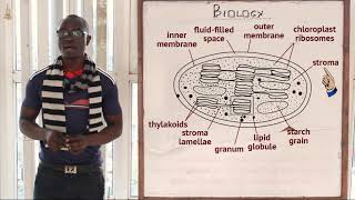 12 The Chloroplast Biology Form 1 [upl. by Amihc]