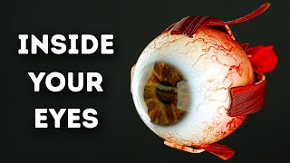 What Happens Inside Your Eyes  3D Animation [upl. by Halyahs323]