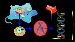 Il DNA  Scienze facili byAP [upl. by Brody377]