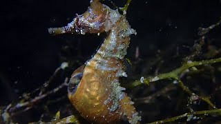 Watch Seahorse Giving Birth [upl. by Nylirehc]