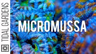 Micromussa Acanthastrea Coral Care Tips [upl. by Leann]