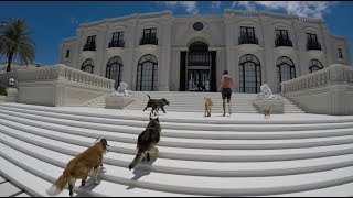 9 Rescue Dogs At A Mansion  The Asher House [upl. by Nodaj839]