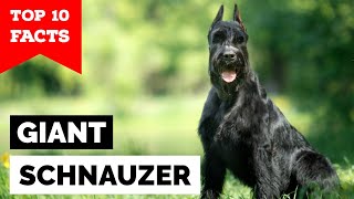 Giant Schnauzer  Top 10 Facts [upl. by Asset]