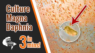 How to culture DAPHNIA MAGNA  The easy way [upl. by Dorrie]