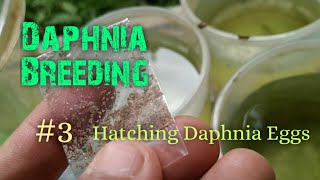 Daphnia Culture made simple and easy 3  Hatching Daphnia eggs [upl. by Dafodil]