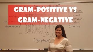 Gram Positive and Gram Negative Bacteria [upl. by Bainbrudge]