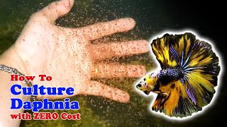 How to Culture Daphnia with ZERO Cost  Unlimited Live Food For Our Fish [upl. by Magavern274]