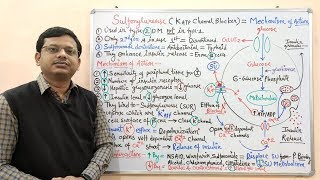 Diabetes Mellitus Part10 Mechanism of Action of Sulfonylurease  Antidiabetic Drugs  Diabetes [upl. by Ras]