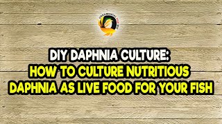 DIY Daphnia Culture How to Culture Nutritious Daphnia as Live Food for Your Fish [upl. by Gannon]