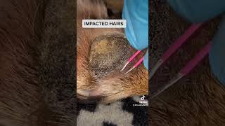 IMPACTED HAIRSDOG PAW [upl. by Shawn]