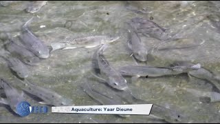 AQUACULTURE AU SÉNÉGAL [upl. by Kopple]