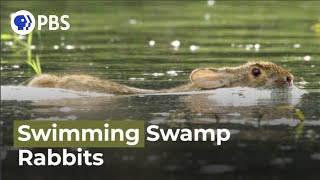 Swimming Rabbits Caught on Camera [upl. by Gunzburg]