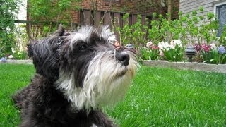 Miniature Schnauzer playing around [upl. by Iglesias]