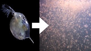 How I Culture Daphnia [upl. by Ateuqirne]