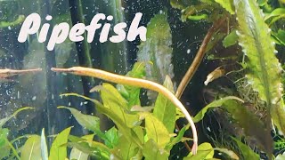 Freshwater Pipefish [upl. by Acirederf]