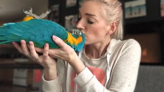 DO MACAWS MAKE GOOD PETS  Must Knows About Macaw Parrots [upl. by Oigolue]