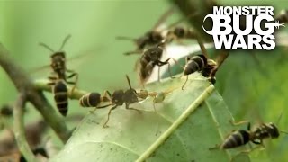 Green Ants Vs Paper Wasps  MONSTER BUG WARS [upl. by Vern]