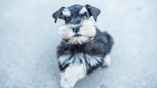 Miniature Schnauzer is ADORABLE Charlie in Training [upl. by Yniattirb]