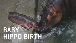 Baby Hippo Birth [upl. by Norihs]