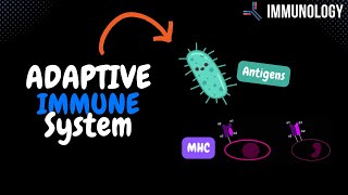 How the Acquired Immune System Work Antigens MHC  Immunology [upl. by Vigor]