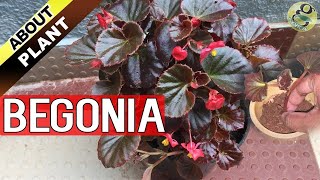 BEGONIA PLANT CARE How to Grow and Propagate Begonia Cuttings  Garden Tips in English [upl. by Anirdnaxela]