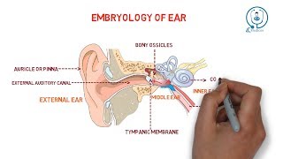 Embryology of ear  development [upl. by Chancellor256]