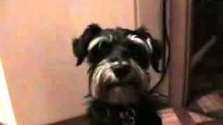 Miniature Schnauzer Talking dog quotMamaquot [upl. by Melcher290]