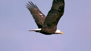 Las águilas los pájaros del aire  El Mundo Today 24H [upl. by Suitangi]