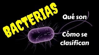 BACTERIAS Qué son y cómo se clasifican [upl. by Lusty658]