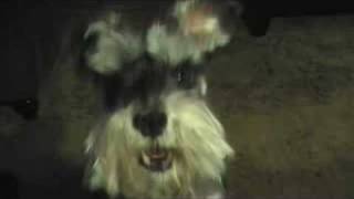 Miniature Schnauzer Talking to me [upl. by Anderegg88]